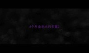 4个月金毛大约多重