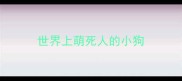 世界上萌死人的小狗