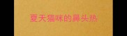 夏天猫咪的鼻头热