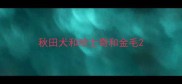 秋田犬和哈士奇和金毛