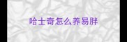 哈士奇怎么养易胖