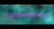 打过疫苗的狗狗办狗证