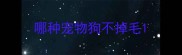 哪种宠物狗不掉毛