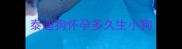 泰迪狗怀孕多久生小狗