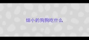 细小的狗狗吃什么