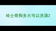 哈士奇狗多大可以洗澡