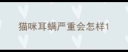 猫咪耳螨严重会怎样