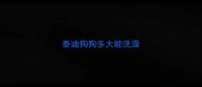 泰迪狗狗多大能洗澡