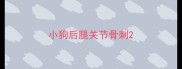 小狗后腿关节骨刺