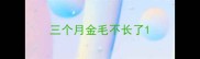 三个月金毛不长了