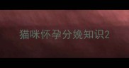 猫咪怀孕分娩知识
