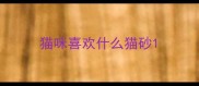 猫咪喜欢什么猫砂