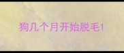 狗几个月开始脱毛