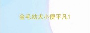 金毛幼犬小便平凡