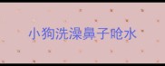 小狗洗澡鼻子呛水