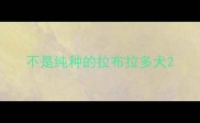 不是纯种的拉布拉多犬