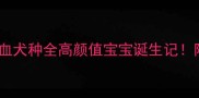 苏牧哈士奇混血犬种全高颜值宝宝诞生记附饲养避坑指南