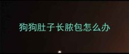 狗狗肚子长脓包怎么办