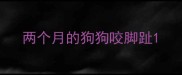 两个月的狗狗咬脚趾
