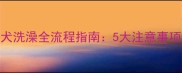 两个月大金毛幼犬洗澡全流程指南5大注意事项与科学护理方案