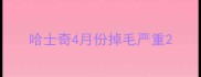 哈士奇4月份掉毛严重