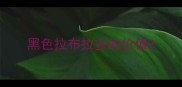 黑色拉布拉多的价值