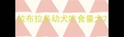 拉布拉多幼犬吃食量大