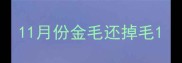 11月份金毛还掉毛