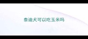 泰迪犬可以吃玉米吗
