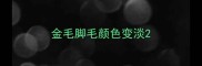 金毛脚毛颜色变淡