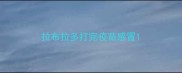 拉布拉多打完疫苗感冒