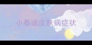 小泰迪皮肤病症状