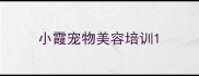 小霞宠物美容培训