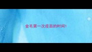 金毛第一次疫苗的时间