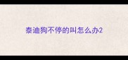 泰迪狗不停的叫怎么办