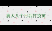 鹿犬几个月后打疫苗