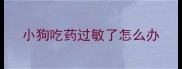 小狗吃药过敏了怎么办