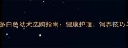 最全拉布拉多白色幼犬选购指南健康护理饲养技巧与价格参考
