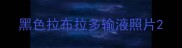 黑色拉布拉多输液照片