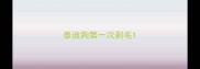 泰迪狗第一次剃毛