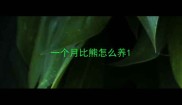 一个月比熊怎么养