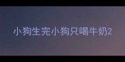 小狗生完小狗只喝牛奶