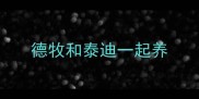 德牧和泰迪一起养