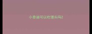 小泰迪可以吃馒头吗