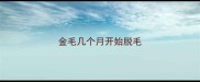 金毛几个月开始脱毛
