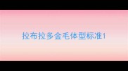拉布拉多金毛体型标准