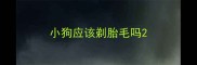 小狗应该剃胎毛吗