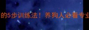 拉布拉多幼犬不咬东西的5步训练法养狗人必看专业指南附真实案例