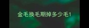 金毛换毛期掉多少毛