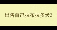出售自己拉布拉多犬